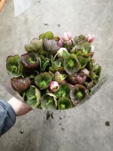 Морозник (Хелеборус) Камана букет, срезка SR676 купить в Москве