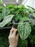 Каладиум Дрим 20-25 см KR745 купить в Москве