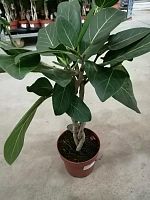 Фикус бенгальский Одри переплетенный 50-60 см KR2479 купить в Москве