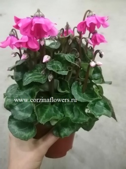 Цикламен Петтикоат пинк DZ141 https://corzinaflowers.ru/catalog/komnatnye_rasteniya_i_tsvety/990/