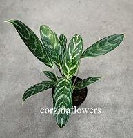 Аглаонема Иви Грин KR996 купить в Москве