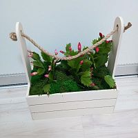 Шлюмбергия (декабрист) в ящичке со жгутом KM951 купить в Москве