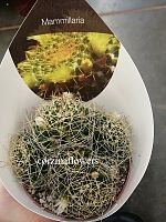 Маммиллярия Камптотриха кактус KR1316 купить в Москве