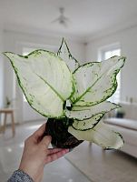 Аглаонема Вайт Джой — элегантное комнатное растение с мраморной листвой KR2546 купить в Москве