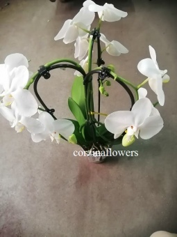 Орхидея фаленопсис белый подарочный О299 купить в Москве