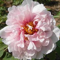 Пион древовидный Персик Под Снегом саженец OG1325 купить в Москве