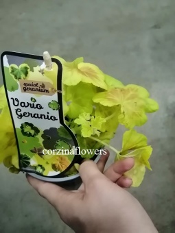Пеларгония Йеллоу Вариегата 12 https://corzinaflowers.ru/catalog/komnatnye_rasteniya_i_tsvety/3594/