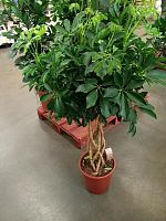 Шеффлера Компакта цилиндр 110-130 см KR2788 купить в Москве