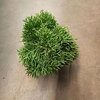Хатиора Саликорниоидес кактус KR3589 купить в Москве