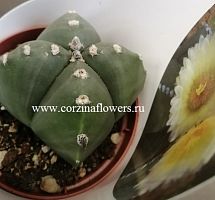Астрофитум Мириостигма Нудум Квадрикостатум кактус KR1213 купить в Москве