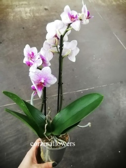 Фаленопсис Литтл Роттердам орхидея 2 цв 9 см