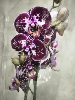 Фаленопсис гибрид 594 орхидея