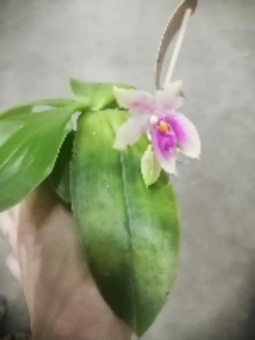 Орхидея Виолоцея 12см