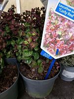 Леукотоэ Керли Ред саженцы OG2028 купить в Москве