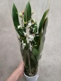 Онцидиум гибрид 561 орхидея 9 см