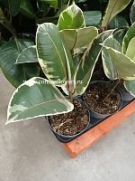 Фикус Эластика Тинеке KR619 купить в Москве