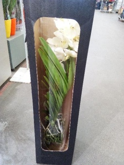 Ванда белая в вазе и коробке орхидея