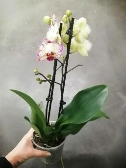 Орхидея Папагая корст 12 см 2 цв 1