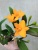 Каттлея Голден Бой орхидея О895 купить в Москве