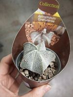 Астрофитум Коауиленсе кактус KR3308 купить в Москве