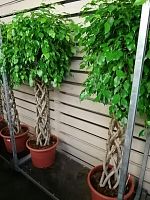 Фикус бенжамина Экзотика цилиндр 160-180см KR839 купить в Москве