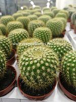 Кактус Эхинопсис Мультиплекс KR370 купить в Москве