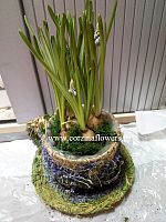 Мускари живые луковицы в чаше KM254 купить в Москве