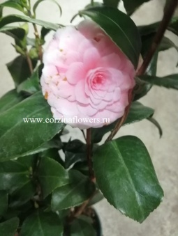 Камелия розово-белая в горшке 15 https://corzinaflowers.ru/catalog/komnatnye_rasteniya_i_tsvety/2685/