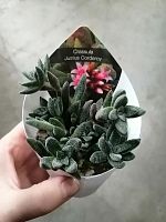 Крассула Джаст Кордерой суккулент KR3064 купить в Москве