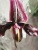Пафиопедилум Блек джек мутант орхидея O603 купить в Москве