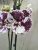 Фаленопсис Биг Лип Шоколад орхидея 12 см
