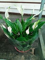 Спатифиллум Шопэн в плошке DZ705 купить в Москве