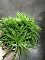 Пеперомия Счастливый боб или Хеппи-Бин KR70 купить в Москве