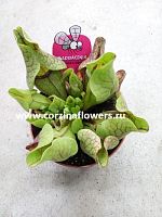 Саррацения Веноза хищник KR1281 купить в Москве