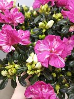 Азалия биколор Фландресса DZ1016 купить в Москве