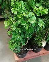 Полисциас Робл 90-110см KR751 купить в Москве