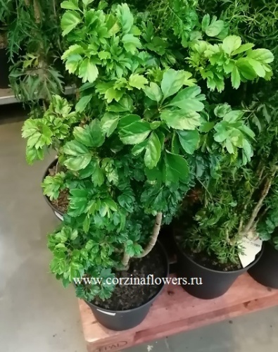 Полисциас Робл 90-110см KR751 купить в Москве