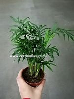 Арека Хризалидокарпус 20-30 см KR878 купить в Москве