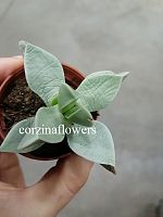 Швантезия Бордчерси суккулент KR2242 купить в Москве