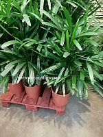 Рапис 100-120 см хлыстовидная пальма KR748 купить в Москве