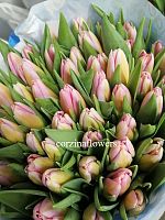 Тюльпан Том Пуш срезка SR416 купить в Москве