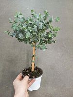 Эвкалипт штамб 30-40 см KR2293 купить в Москве