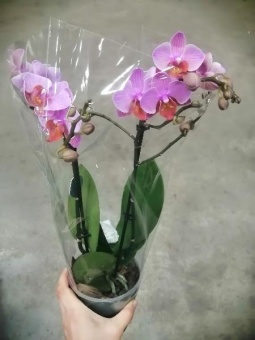 Фаленопсис Льюис Берри орхидея 9см