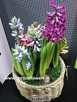 11 гиацинтов лук микс в корзине беж фловер KM108 купить в Москве