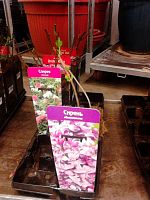 Сирень обыкновенная голубая саженцы OG104 купить в Москве