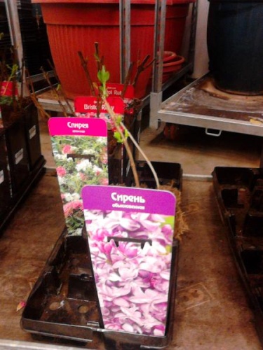 Сирень обыкновенная голубая саженцы OG104 купить в Москве