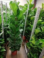 Фикус лирата 2 ст 160-170см KR2674 купить в Москве