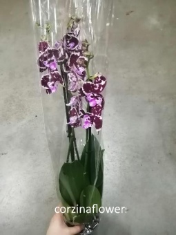 Орхидея Фаленопсис Биг Лип 12 см 3 цв