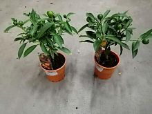 Цитрофортунела Кумкват 25-30 см в горшке KR2993 купить в Москве