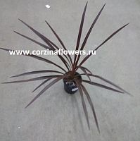 Кордилина австралийская Ред Стар 50-70 см KR441 купить в Москве